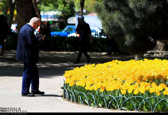 جشنواره گل‌های پیازی در بوستان ملت مشهد