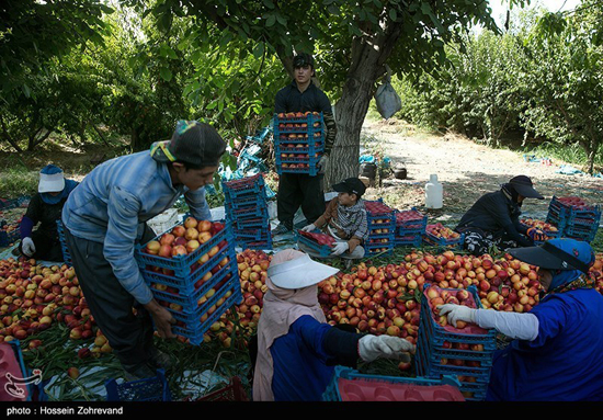 خشکسالی در انتظار باغ های میوه تهران