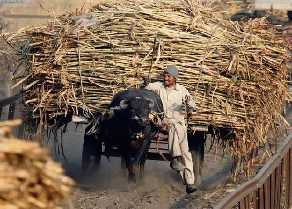 عجیب ترین و سخت ترین مشاغل دنیا