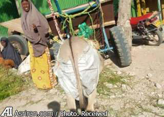دستور پوشک گرفتن الاغ ها در کنیا +عکس