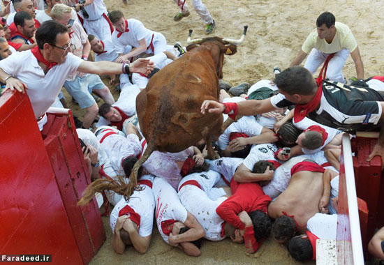 عکس: نبرد خیابانی با گاوهای خشمگین