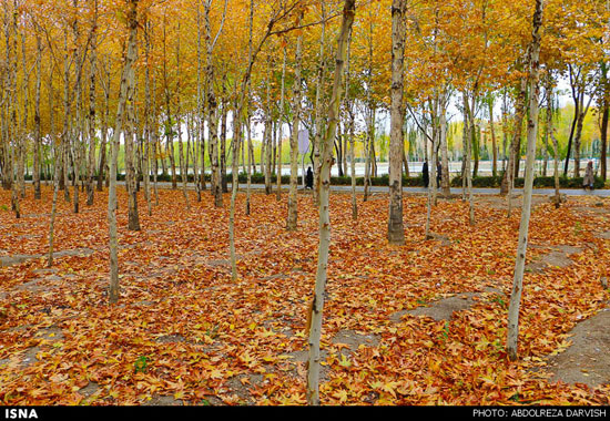 عکس: پاییز طلایی نصف جهان