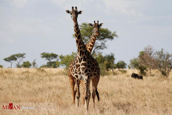 حیات وحش تانزانیا