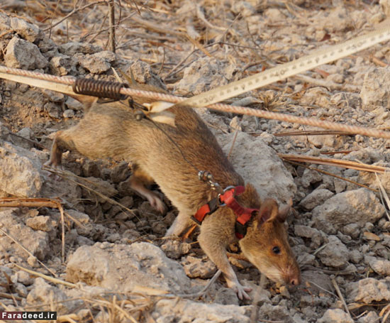 موش های فداکار در کامبوج +عکس