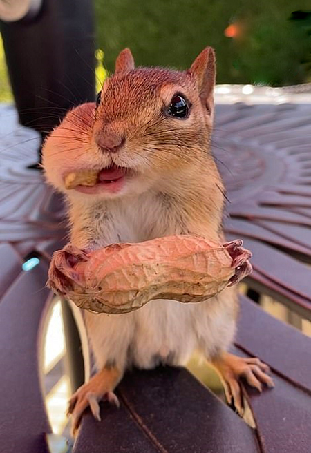 عکس‌هایی جالب از سنجاب‌ها با دهان پر از آجیل!