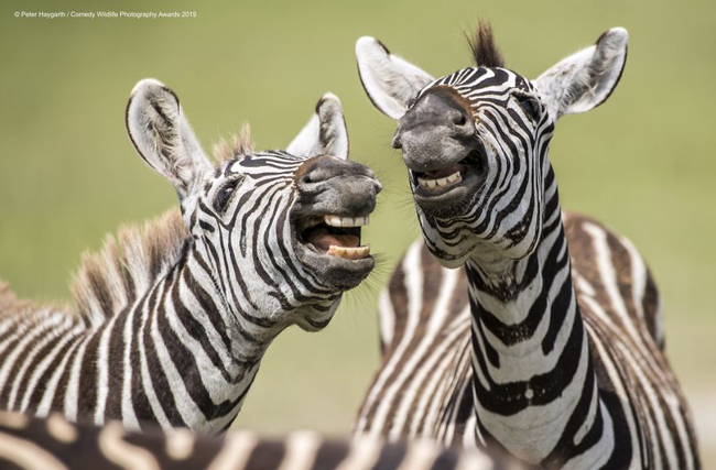 بامزه‌ترین عکس‌های مسابقه عکاسی کمدی حیات وحش