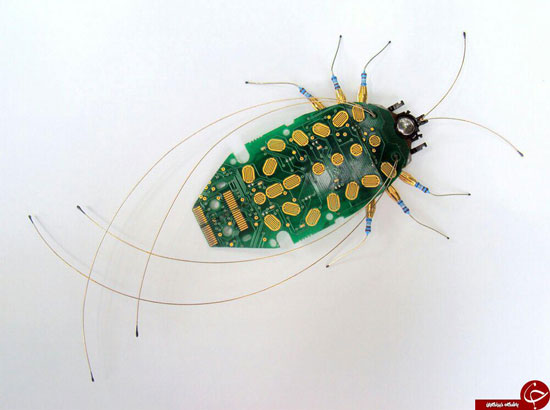 عکس: حشراتی که فیلمبرداری می‌کنند