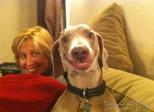 عکس: لبخند سگی!