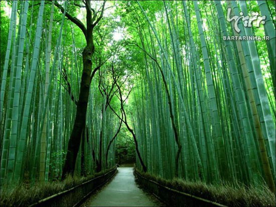زیبایی های بی نظیر جنگل بامبو در ژاپن