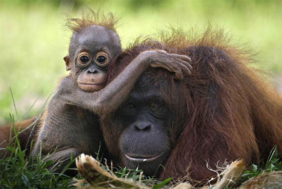 عکس: احساسات والدین در قلمرو حیوانات
