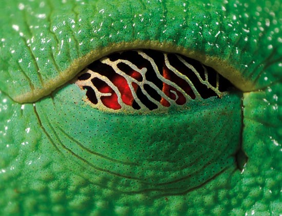 تصاویر جالب از قورباغه‌ای با چشمان اژدها