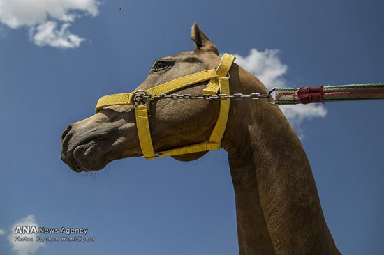 عکس: جشنواره زیبایی اسب اصیل ترکمن