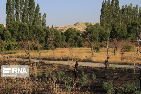 خشکاندن باغ‌های ارومیه با هدف تغییر کاربری