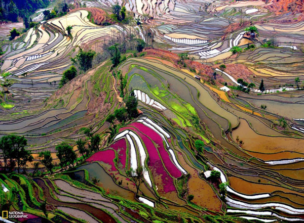 مزارع شگفت انگیز برنج در چین