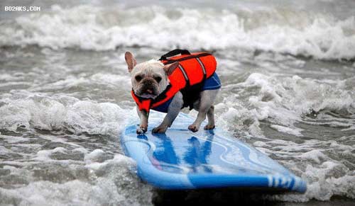 وقتی سگ ها موج سواری می کنند