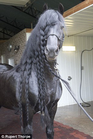 فردریک، زیباترین اسب جهان +عکس