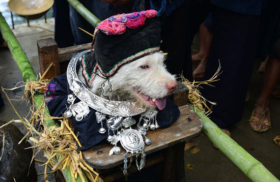 روز عجیب برای سگ‌ها در چین