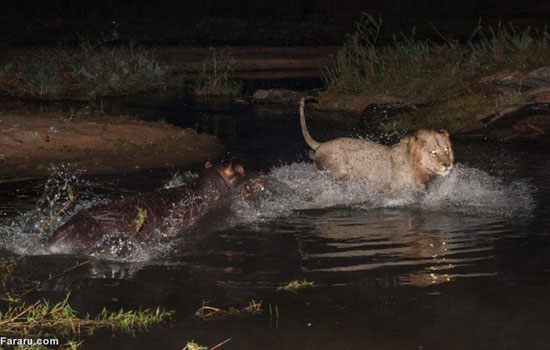عکس: اشتباه مرگبار اسب آبی مقابل شیرها