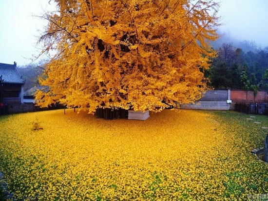 ریزش برگ های زرد درخت 1400 ساله چینی