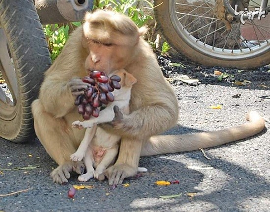 میمونی که یک سگ را به فرزندخواندگی گرفت