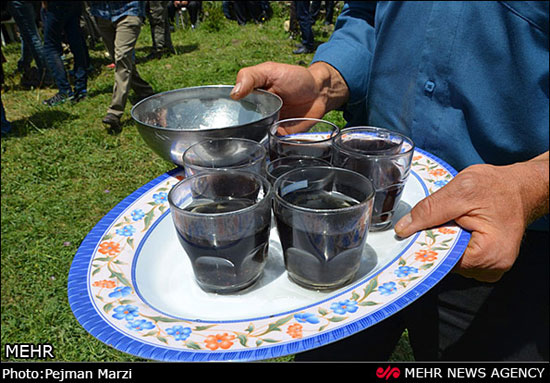 عکس: جشنواره گل گاوزبان