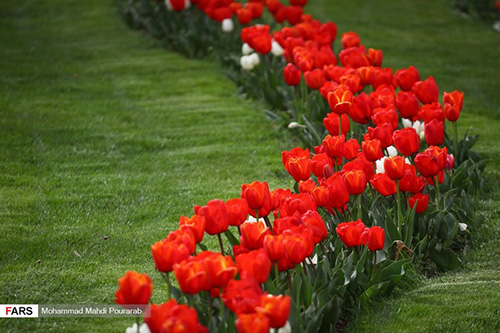جشنواره گل لاله در کرج