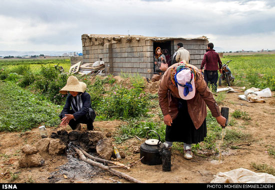 برداشت گل محمدی در روستای فرخد مشهد