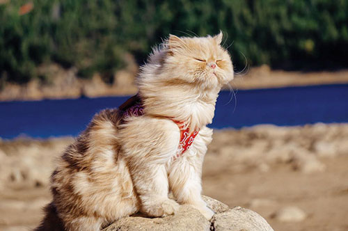 تصاویر جذاب و دیدنی از «گربه‌های خوش سفر»