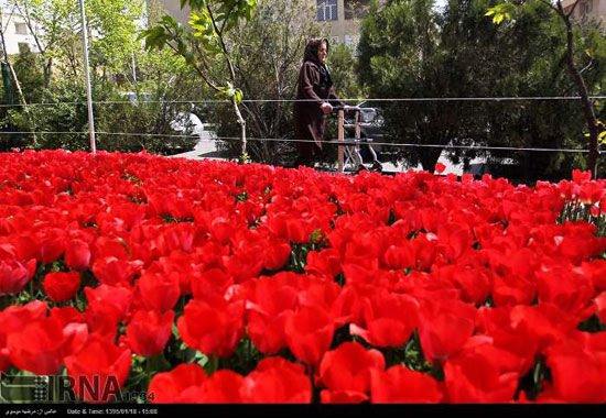 عکس: كاشت لاله به ياد مادر در تهران