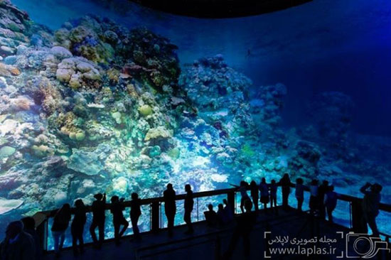 تماشای دیوار مرجانی استرالیا از نزدیک