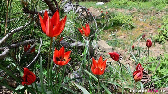 جریمه نقدی چیدن گل های «لاله» در ترکیه