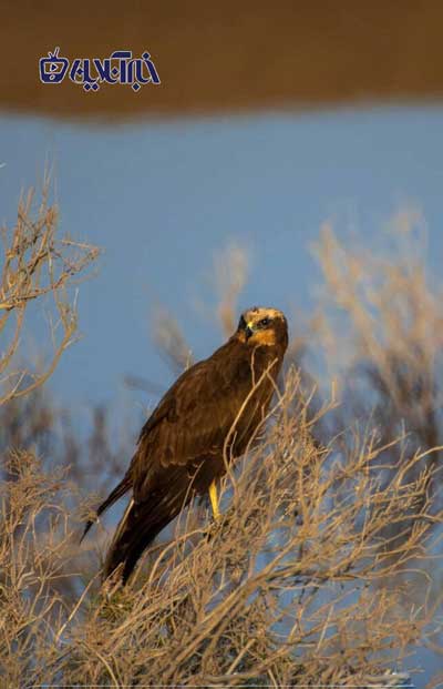 لحظه حیرت‌انگیز و ناباورانه شکار ماهی توسط عقاب