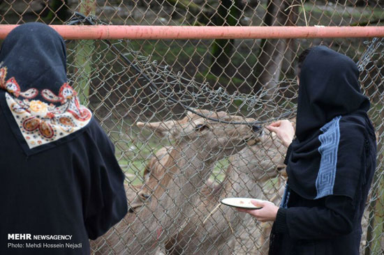 گوزن ایرانی در پناهگاه حیات وحش آستارا
