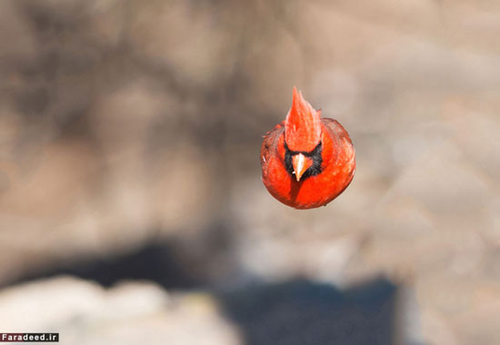برترین عکس های دنیای پرندگان