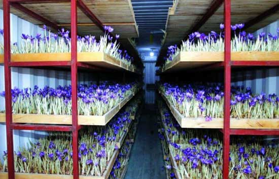کاشت زعفران در قطر با کمک ایرانی‌ها