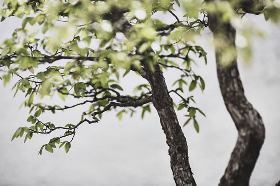نتیجه 2 سال عکاسی از درختان بونسای!