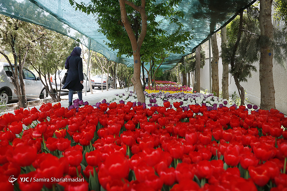 لاله‌ای برای مادران