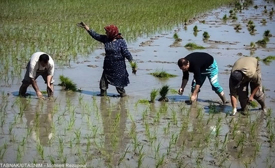 عکس: آغاز نشاکاری در مازندران