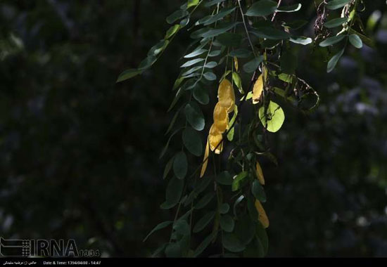 عکس: پاییز زودرس در تهران