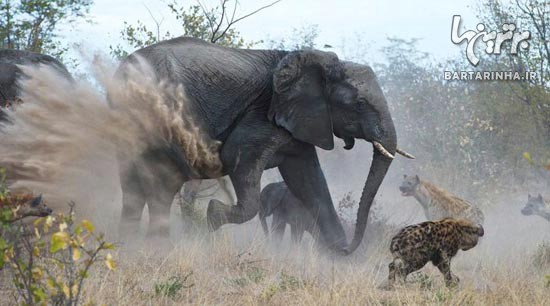 تصاویر دیدنی از جدال بین فیل و کفتار ها!