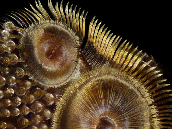 زیباترین عکس‌های میکروسکوپی سال 2015