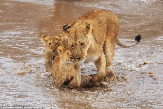 تصاویری جذاب از زندگی خانواده شیرها