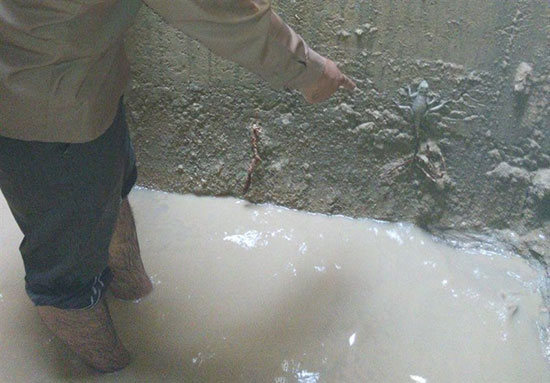 مارمولک در منبع ذخیره آب شرب