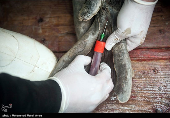 عکس: نجات فوک خزری در گلستان