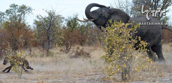 تصاویر دیدنی از جدال بین فیل و کفتار ها!