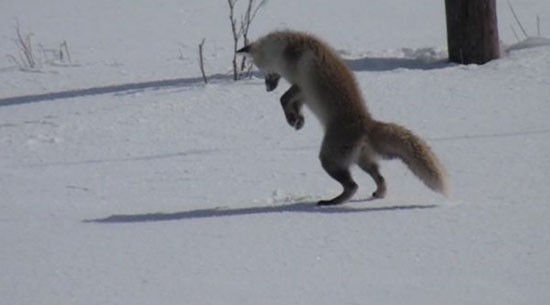 روباه گرسنه در حال شکار موش +عکس