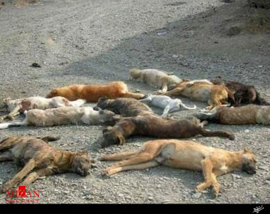 سگ کشی بی رحمانه در تبریز +عکس