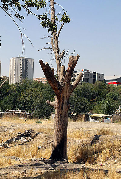 عکس: خشک شدن درختان در تهران