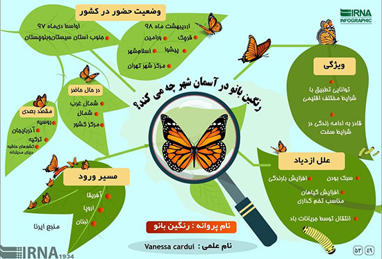 اینفوگرافی: پروانه‌ها در تهران چه می‌کنند؟