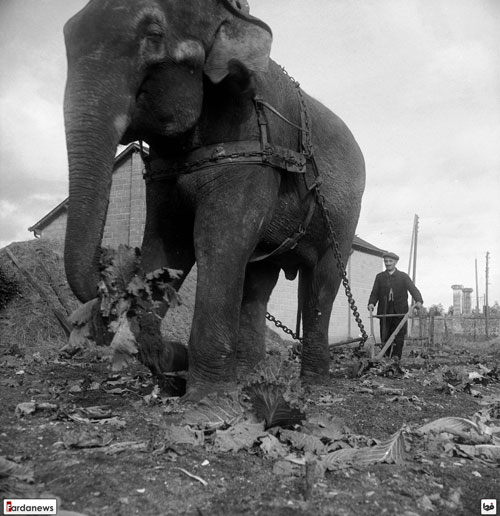 شخم زدن زمین با فیل! +عکس